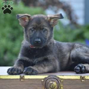 Lexie, German Shepherd Puppy
